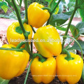 MSP06 Jinhuang light yellow hybrid sweet pepper seeds for greenhouse